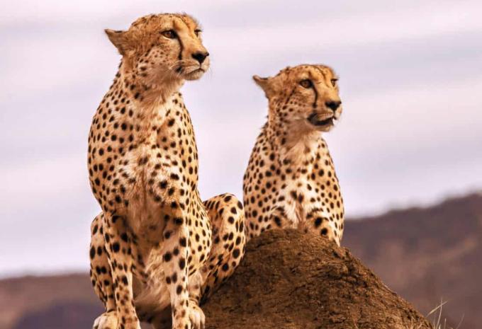 Madikwe Game Reserve