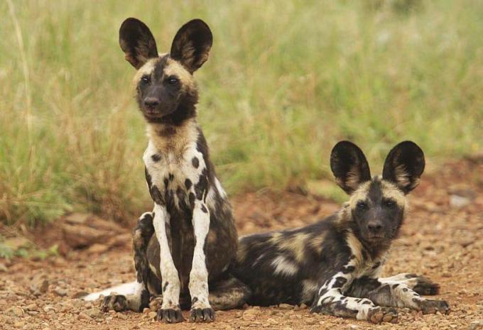 Madikwe Game Reserve