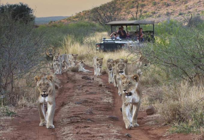Madikwe Game Reserve