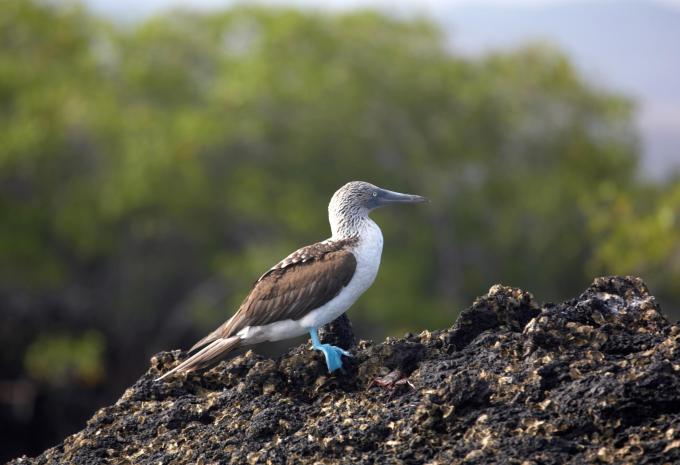 Ecuador & „Klein-Galápagos“ - Rundreise