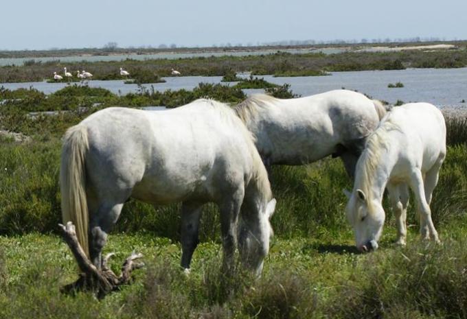 Höhepunkte der Provence - Radtour