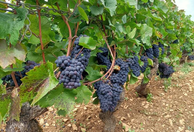 Wein- & Kulturregion Burgund - Geführte Kleingruppen-Sternradtour