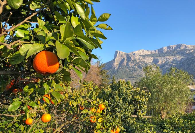 Mallorca: Eine Insel voller Gegensätze - Radtour