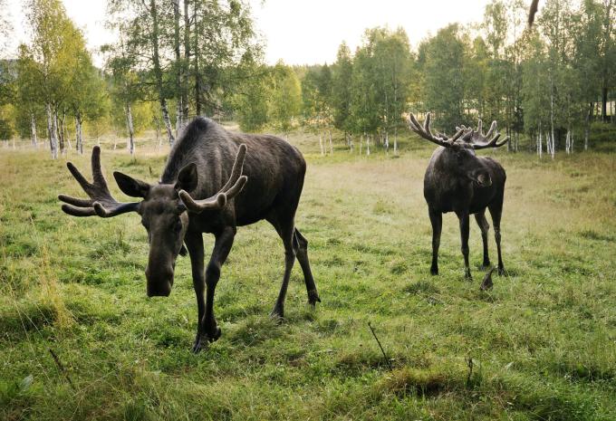 Bilderbuch Schwedens - Busrundreise