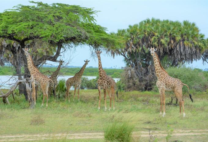 Tansania & Sansibar - Safari & Baden