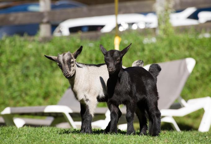 Söll am Wilden Kaiser