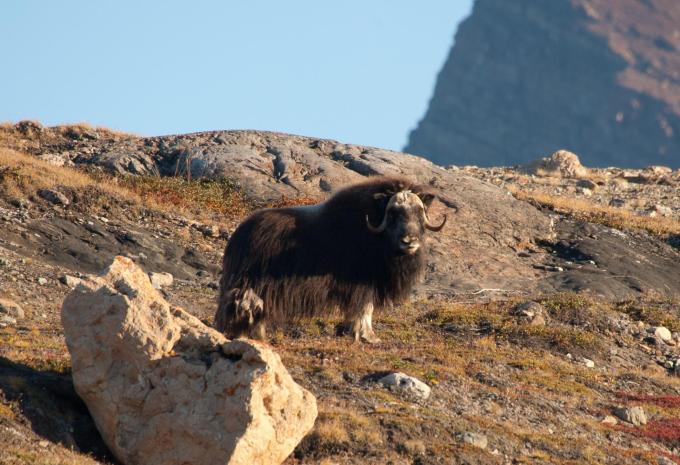 Südostgrönland & Reykjavik - Expeditions-Kreuzfahrt
