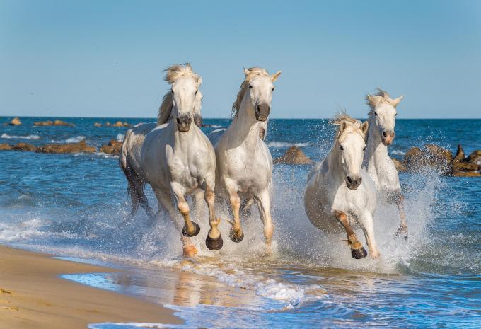 Frankreich - Camargue - Urlaub auf dem Hausboot