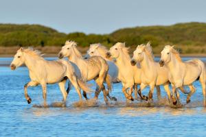 Frankreich - Camargue - Urlaub auf dem Hausboot