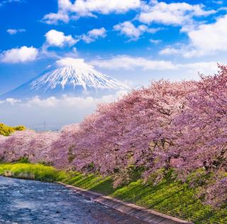 Tokio im Frühling | HOFER REISEN