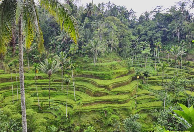 Bali - Rundreise & Baden
