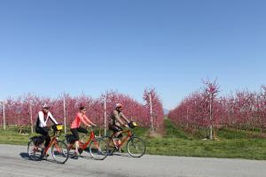 Genuss pur im Piemont - Radtour