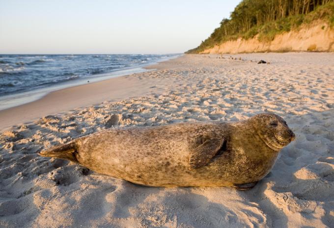 Ostsee - Ostseebad Dierhagen