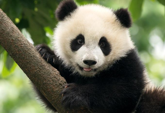 China & Yangtze - Große Rundreise & Flusskreuzfahrt