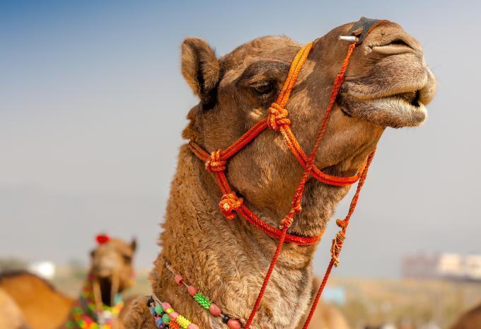 Vereinigte Arabische Emirate - Rundreise & Baden