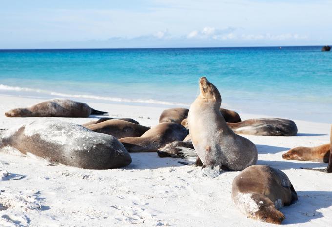 Ecuador & Galápagos Inseln - Rundreise