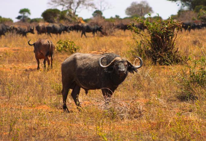 Kenia - Safari & Baden