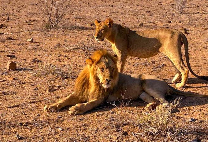 Kenia - Safari & Baden