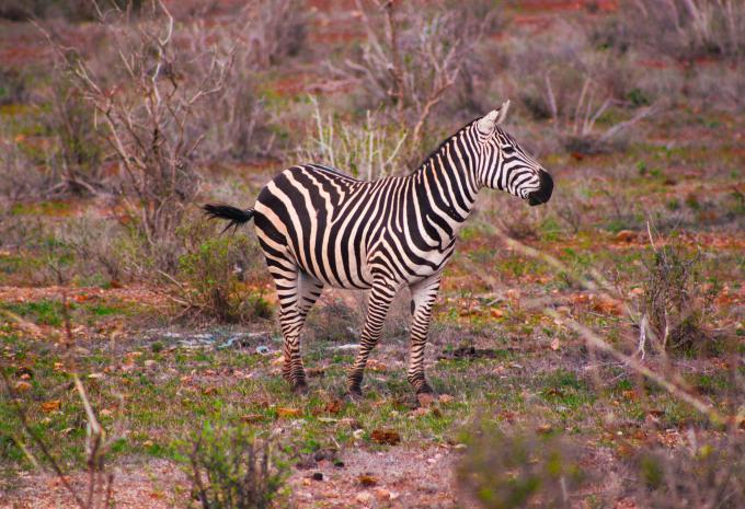 Kenia - Safari & Baden