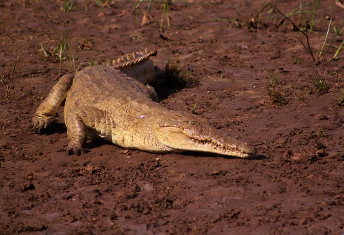 Kenia - Safari & Baden