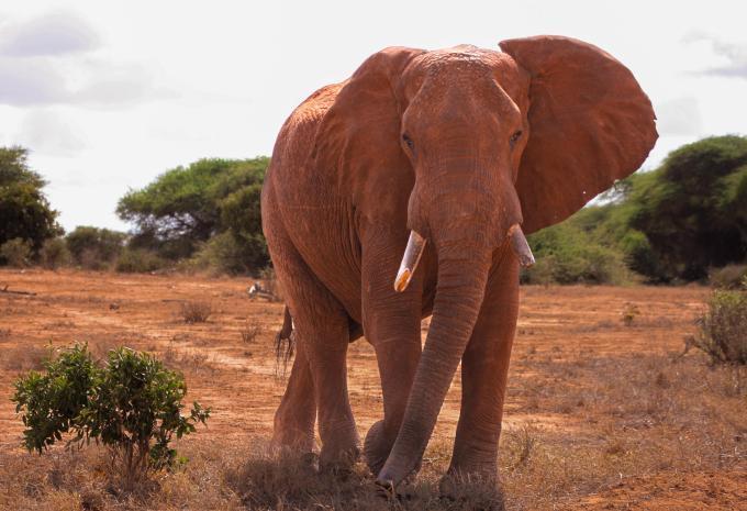 Kenia - Safari & Baden