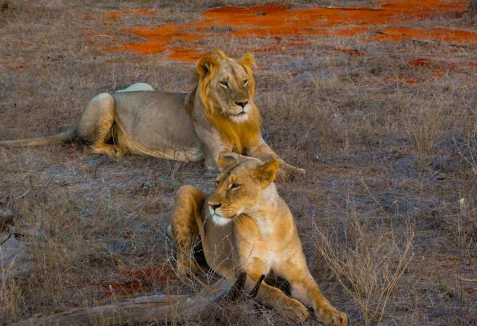 Kenia - Safari & Baden