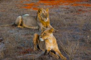 Kenia - Safari & Baden