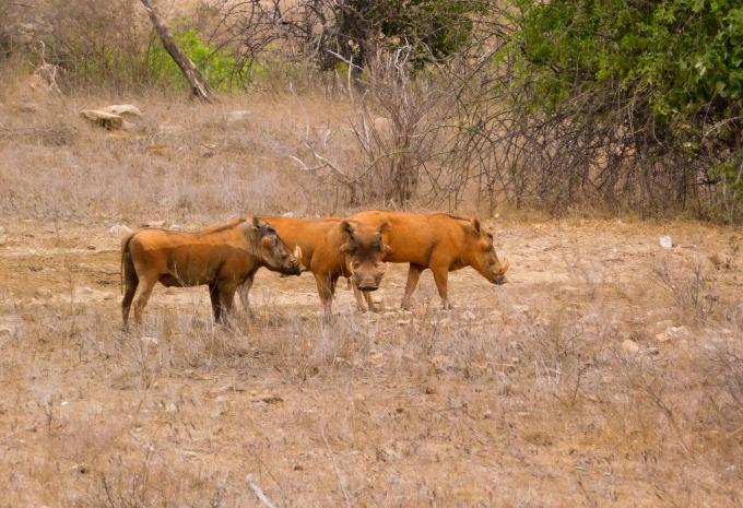 Kenia - Safari & Baden