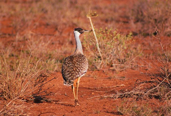 Kenia - Safari & Baden