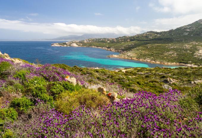 Calvi