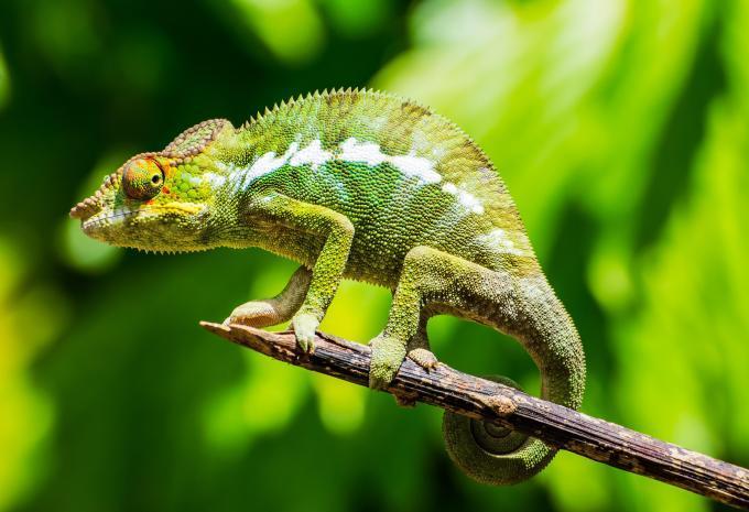 Madagaskar - Rundreise & Baden