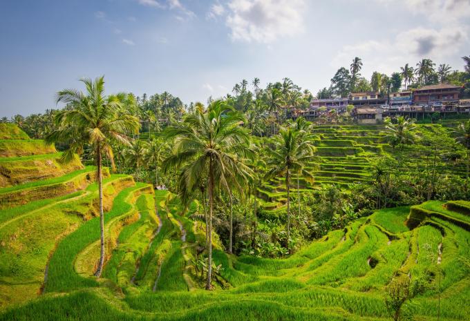 Reisterrassen, Bali