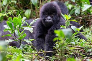 Uganda - Abenteuer-Rundreise