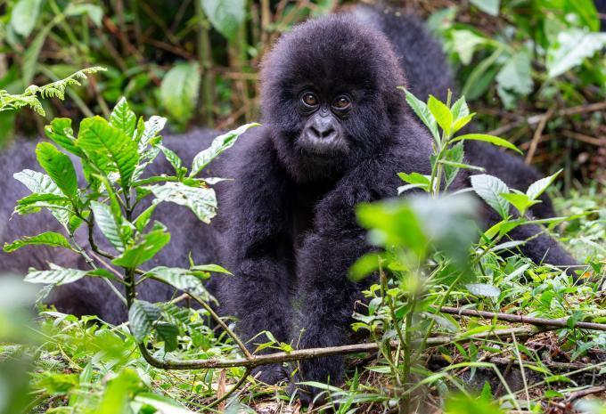 Uganda - Abenteuer-Rundreise