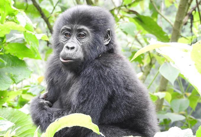 Uganda - Abenteuer-Rundreise