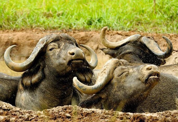 Uganda - Abenteuer-Rundreise