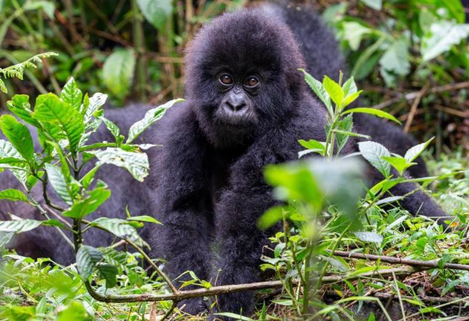 Uganda - Luxus Abenteuer-Rundreise