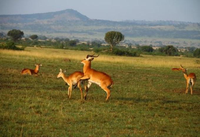 Uganda - Luxus Abenteuer-Rundreise