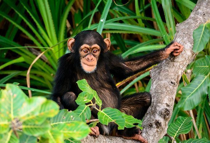 Uganda - Luxus Abenteuer-Rundreise