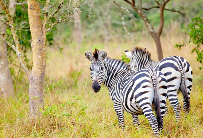 Uganda - Luxus Abenteuer-Rundreise