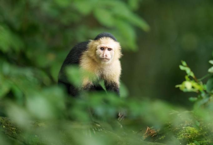 Panama & die Trauminseln der Südsee - Rundreise, Kreuzfahrt & Baden
