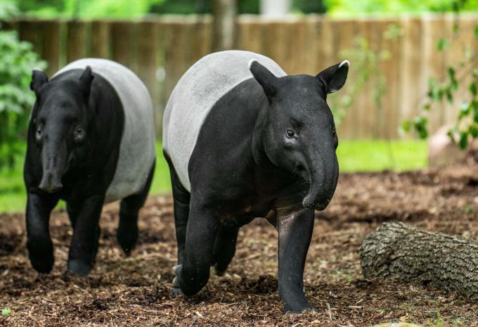 Tiergarten Nürnberg Tiergarten Nürnberg