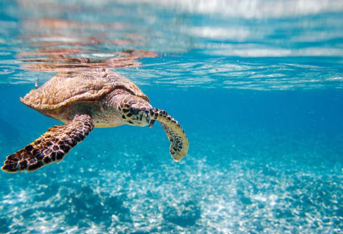 Seychellen - Inselhüpfen