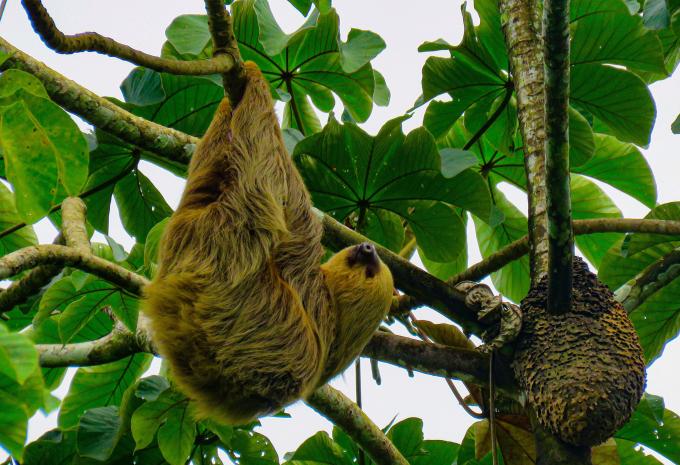 Karibik & Zentralamerika - Kreuzfahrt & City-Trip