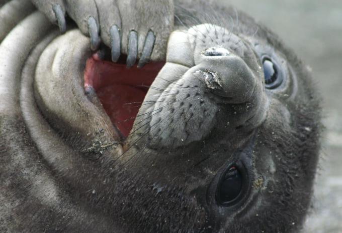 Antarktis & Südgeorgien - City-Trip & Expeditions-Kreuzfahrt