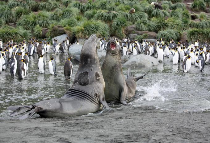 Antarktis & Südgeorgien - City-Trip & Expeditions-Kreuzfahrt