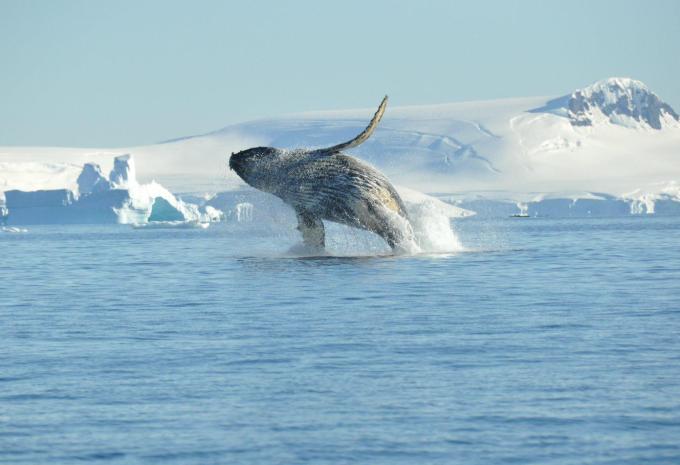 Antarktis & Südgeorgien - City-Trip & Expeditions-Kreuzfahrt