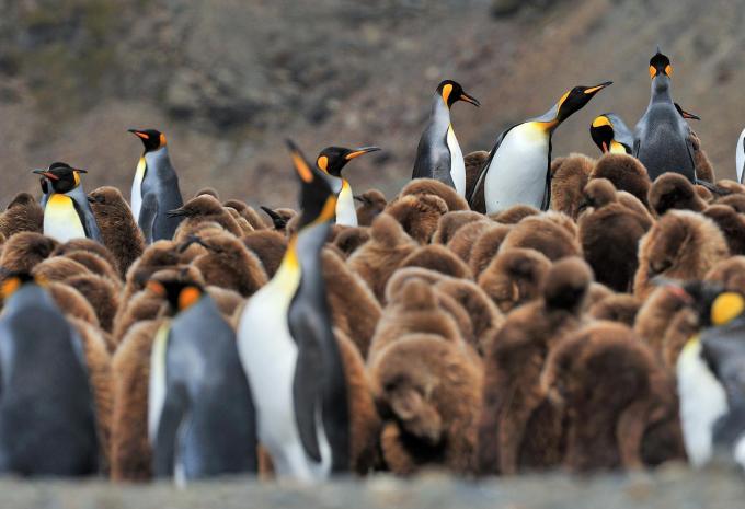 Königspinguine mit Jungtieren
