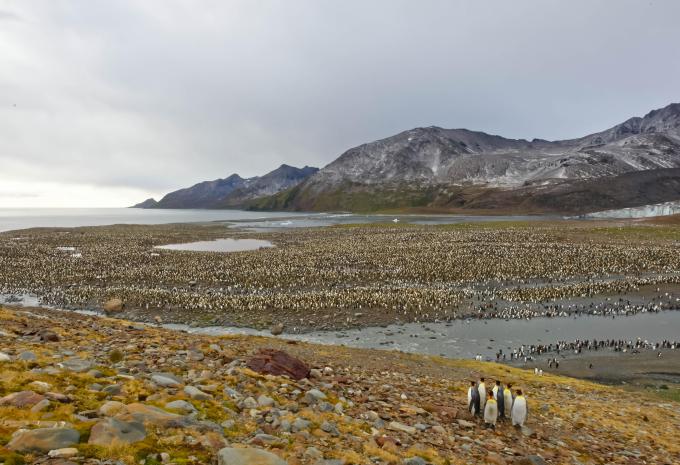 Königspinguinkolonie auf Südgeorgien