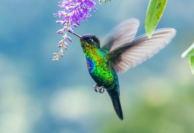 Costa Rica - Rundreise & Baden